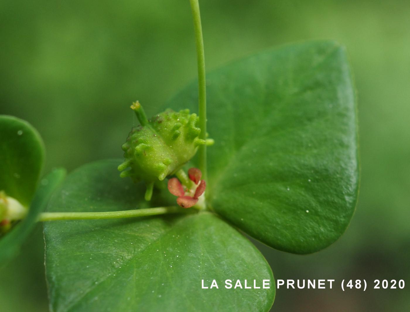 Spurge, Sweet fruit